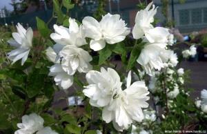 Iasomie batuta-Philadelphus Snowbelle - Img 2