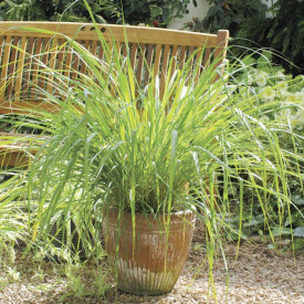 Lemongrass-Iarba lamaioasa