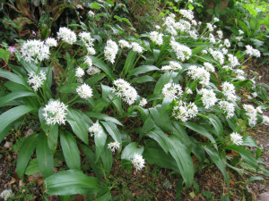 Leurda-Allium Ursinum