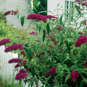 Liliac de vara-Buddleja Davidii Royal Red 