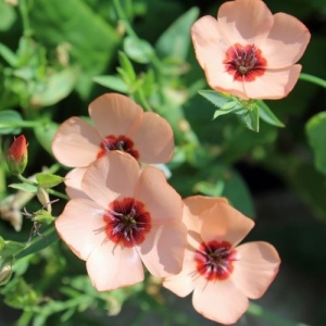 Linum Salmon-In decorativ anual