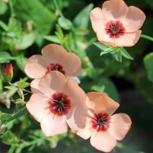 Linum Salmon-In decorativ anual - Img 3