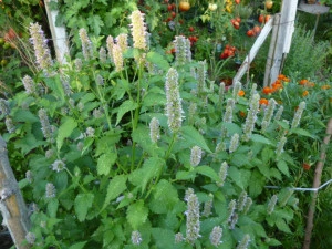 Lofant-Lophanthus Anisatus Benth
