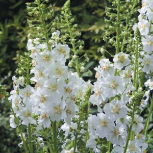 Lumanarica-Verbascum Phoeniceum Flush of White - Img 2