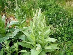 Lumanarica-Verbascum thapsus - Img 4