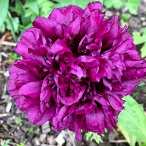 Mac Purple Passion