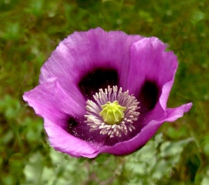 Mac Somniferum Single Lilac - Img 2