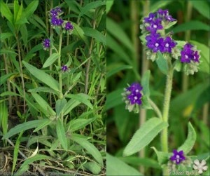 Miruta-Anchusa officinalis - Img 4