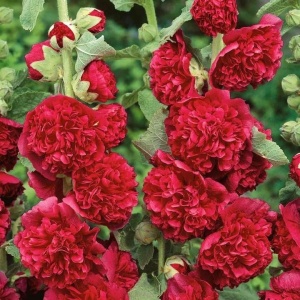 Nalba de gradina Double Red