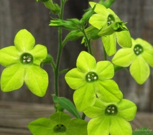 Nicotiana-Regina noptii Lime Green
