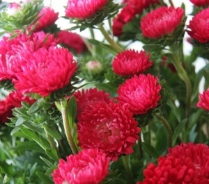 Ochiul boului-Callistephus chinensis Milady Scarlet