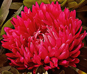Ochiul boului-Callistephus chinensis Paeony Red