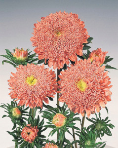 Ochiul boului-Callistephus chinensis Princess Somon
