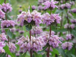 Phlomis Tuberosa-Ierusalim Salvie Roz