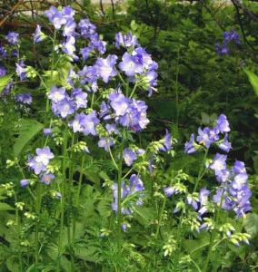 Polemonium Caeruleum-Jacob's Ladder Blue - Img 4
