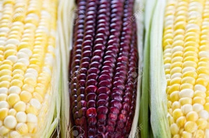 Porumb dulce Purple Corn - Img 4