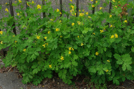 Rostopasca-Chelidonium Majus