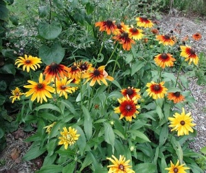 Rudbeckia Hirta Gloriosa Daisy