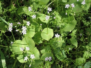 Salata minerului-Claytonia Perfoliata - Img 7