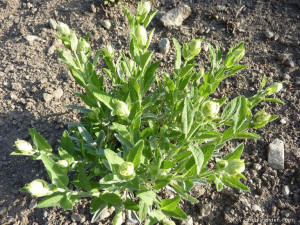 Salvia Off.Albiflora