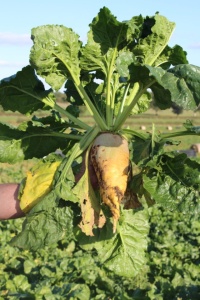 Sfecla furajera-Beta vulgaris