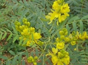 Siminichia-Cassia angustifolia