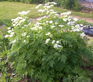 Smirna-Myrrhis odorata - Img 3