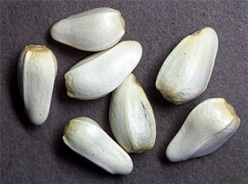 Sofranel-Carthamus tinctorius