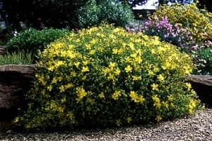 Sunatoare decorativa-Hypericum Monserianum - Img 2