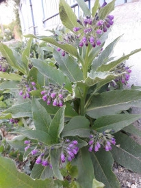 Tataneasa-Symphytum officinale