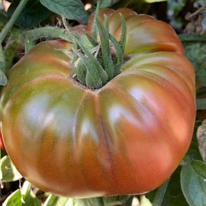 Tomate Ananas Black - Img 3