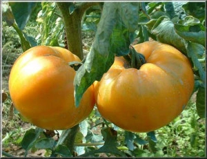 Tomate Ananas - Img 2