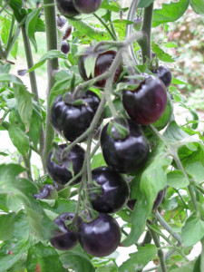 Tomate cherry Indigo Rose