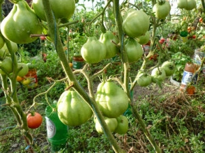 Tomate Coeur d'Albenga - Img 4