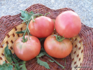 Tomate Rozov Blyan