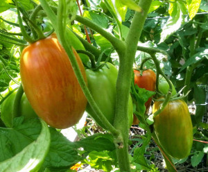 Tomate Speckled Roman