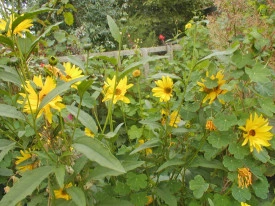 Topinambur-Helianthus tuberosus - Img 6