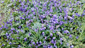 Toporas-Viola Odorata