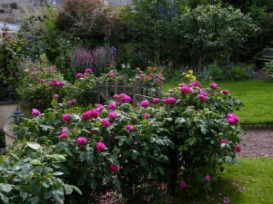 Trandafir de dulceata Rose de Rescht - Img 4