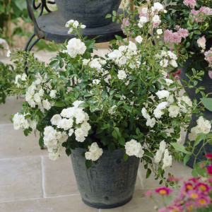 Trandafir Pitic White Fairy
