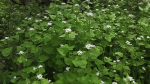 Usturoita-Alliaria Petiolata - Img 7