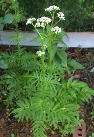 Valeriana-Valeriana officinalis - Img 4