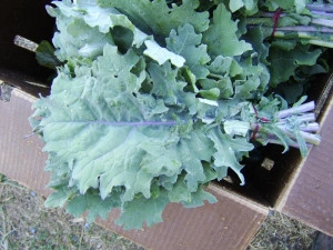 Varza Siberian Kale