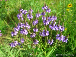 Verbena Hastata Blue Vervain - Img 2