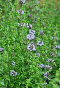  Busuiocul cerbilor-Mentha pulegium - Img 3
