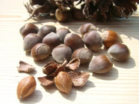 Alun-Corylus avellana - Img 3