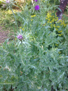 Armurariu-Silybum Marianum