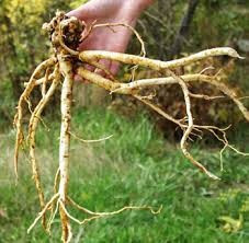 Astragalus Membranaceus