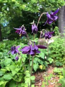 Caldarusa-Aquilegia Atrata