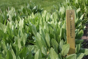 Calomfir-Tanacetum Balsamita - Img 5